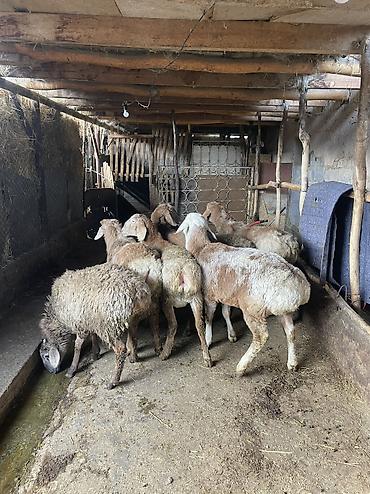 Баран, овца: Продаю | Ягненок, Баран (самец) — 4