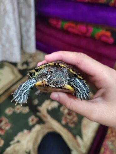 посуда для кошек: Отдам 3 черепашек . 🐢🐢🐢 ЕДИНСТВЕННОЕ нужен аквариум и обогреватель