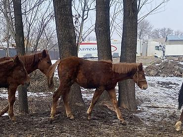 Лошади, кони: Продаю | Жеребенок | Полукровка | Рабочий — 1