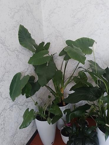 ярки: Алоказия (Alocasia), крупное комнатное растение с декоративными — 1