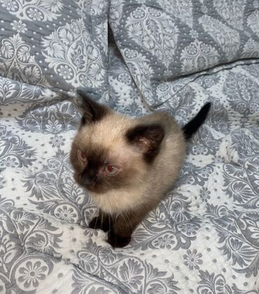 мейн кун бишкек 😺 питомник lyubushka 🐈 купить котенка 🐾 цена фото: Кошка даром: Беспородная, 4 месяца, Мальчик, Приучена к лотку