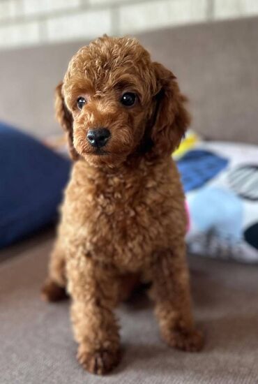 Psi: Nasa odgajivacnica se nalazi u Indjiji i bavimo se uzgojom pasa 15 — 4