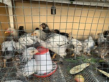 кукуруза початках: Продаю | Куры — 2