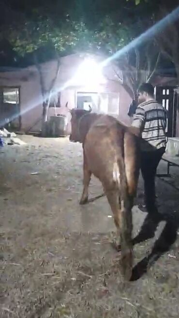 Inəklər, öküzlər: Dişi, il: 2, Ətlik — 4