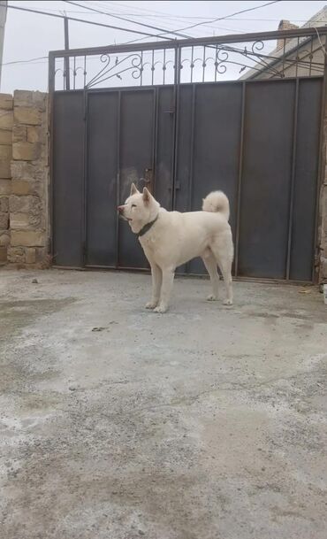 it bazar: Akita-inu, 5 il, Erkek