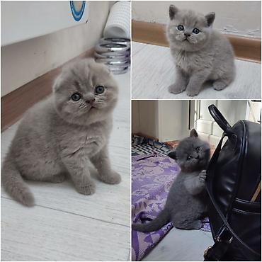 кошка балыкчы: Питомник выставляет на продажу котят шотландской породы лилового и — 1