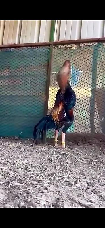 Toyuqlar: Toyuq, Damazlıq — 8