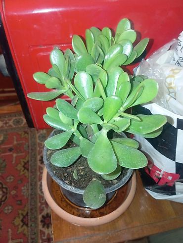 pul kasasi: Succulent “Pul ağacı” (Crassula ovata) – saksıda - Bitki tipi — 1