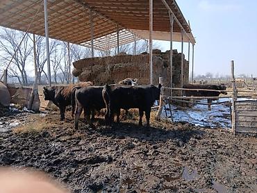 Коровы, быки: Продаю | Бык (самец) | На откорм | Племенные — 20