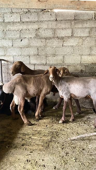 Продам с/х животных: Продаю | Баран (самец) | Полукровка — 7