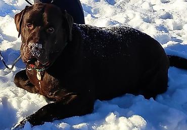 Вязка собак: Вязка: Лабрадор-ретривер, Самец, 5 лет, С родословной — 12