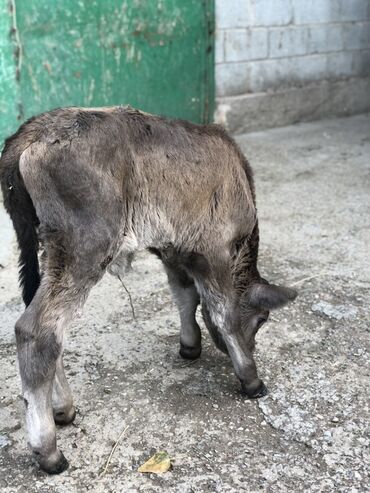 дойних коров: Продаю | Музоо, торпок | На откорм