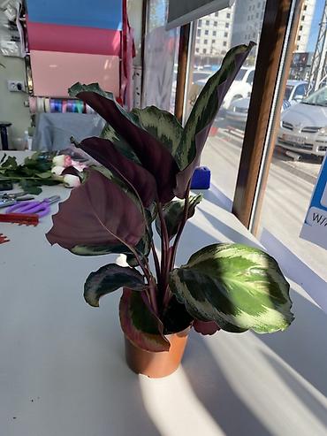Калатея медальон (Calathea ‘Medallion’) в пластиковом горшке