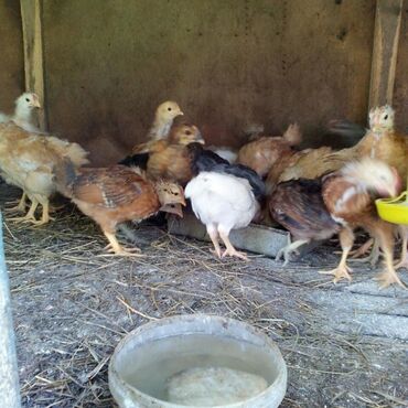 цыплята купить: Месячные цыплята от кур несушек. Вакцинированные. 120 штук