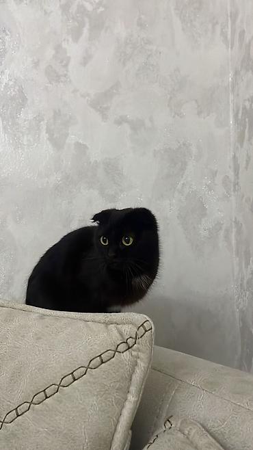 Кошки: Шотландская вислоухая, Самка, В добрые руки — 1