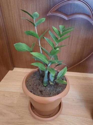 dekarativ guller: Zamioculcas gülü (dollar gülü), ədədi 15m