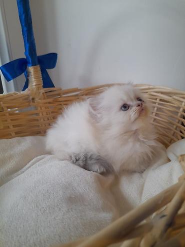 Pişiklər: Britan, Ünvandan götürmə — 13