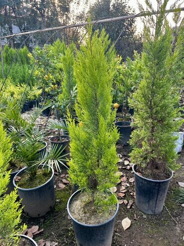 Tinglər: Məhsul: İynəyarpaqlı dekorativ ağac və xurma tingləri - Thuja/Kiparis — 7