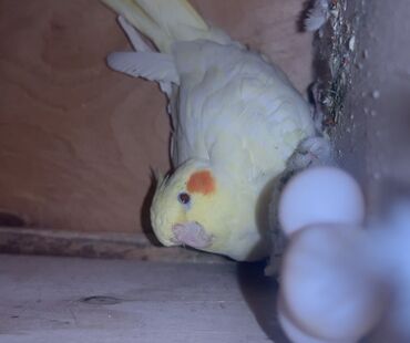 Tutuquşları: Erkək Korella papuqayı satılır Dekabrın 1-i doğulub Boz rəngi və — 22