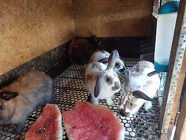 зайчи: Продаю | Куры, Петух — 3