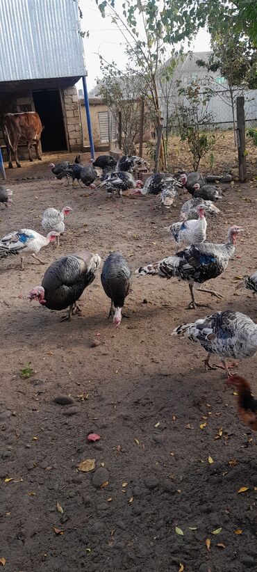 котята в добрые руки бесплатно: Digər quşlar