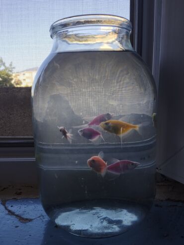akvarium filterleri: Akvaryum balığı biri 3azn