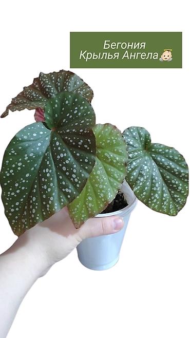 Хлорофитумы: Распродажа 🔥 Продаю комнатные растения 🪴. Пассифлора кализия розовая — 10