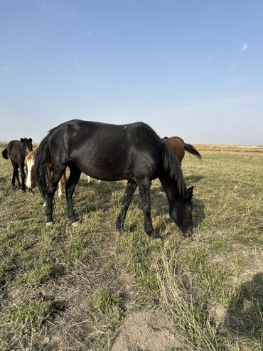 Лошади, кони: Продаю | Жеребенок, Жеребец, Кобыла (самка) | Кара Жорго | Для молока, Для разведения, На забой — 8