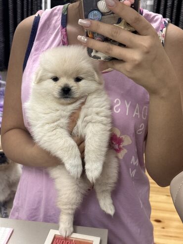 İtlər: Şpitz, 1 ay, Erkek — 10