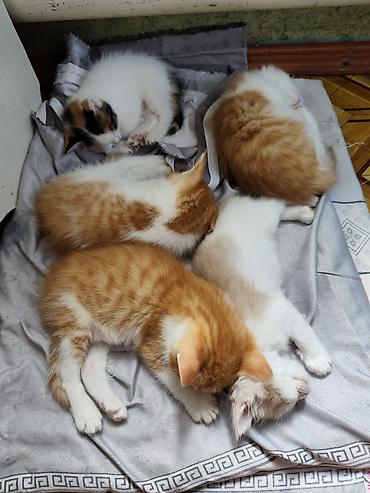 домашний животные: Котята Мейн-Куна, 1,5 месяца. Окрас разный. Причины к лотку. Едят уже — 6