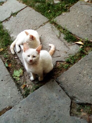 котёнок в добрые руки: Отдам котят в добрые руки
