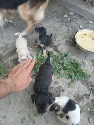 собака стафф: Собака даром: 1 месяц, Самка at lalafo.kg собака стафф: Собака даром: 1 месяц, Самка