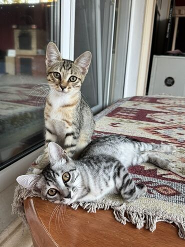 Akvariumlar: Erkək, Yaxşı əllərə