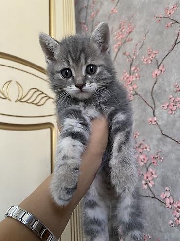 Продажа кошек: Котята, домашнее потомство. На выбор 5 малышей Особенности: - Возраст — 1