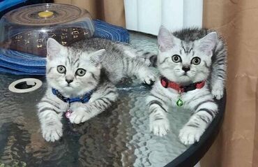 farmerke sa etiketom: British Short Hair kittens for sale. Absolutely gorgeous males and