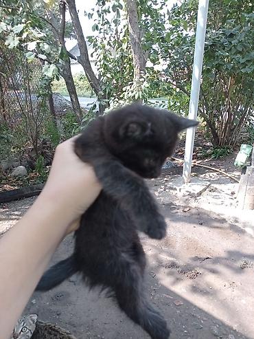 домашний животные: Кошка даром: Беспородная, 1 месяц, Мальчик — 4