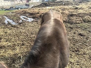 Коровы, быки: Продаю | Бык (самец) | На откорм | Привязанные — 2