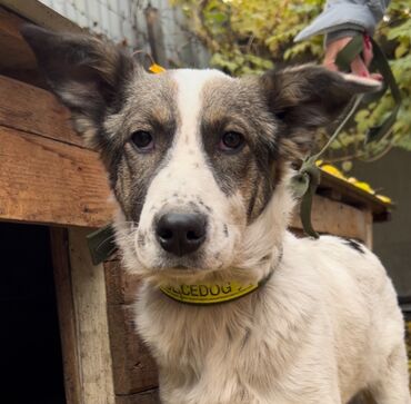 акустические системы bluedio колонка в виде собак: Ит бекер берилет: Алабай, 4 айлык, Ургаачы, Эмделген