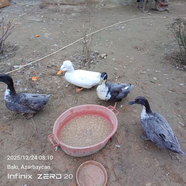 Ördəklər: Öz heyvanlarımdı qiymətləri fərqlidi çəkisinə və cinsinə görə — 12