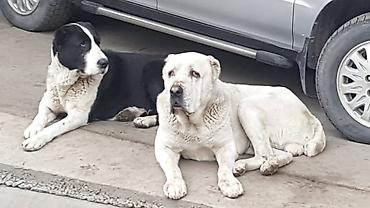 Продажа собак: Алабай, 3 месяца, Самец, С прививкой — 21