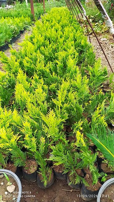 bitki satisi: Thuja (qızılı şam) fidanları - Növ: Həmişəyaşıl iynəyarpaqlı — 1