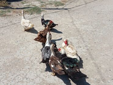 Ördəklər: Erkək, | Lal ördək, Ətlik, Ünvandan götürmə