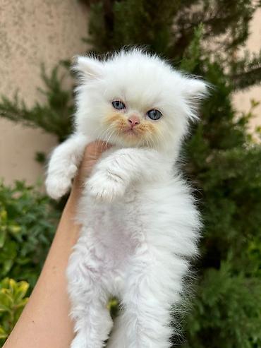 Pişiklər: Fars — 14