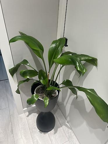 Другие комнатные растения: Доставка по городу бесплатно. Адаптированные,пересаженные -комнатные — 13