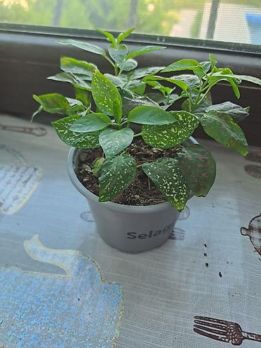 gozel gül sekilleri: İçməkan bəzək bitkisi – Aqualqa (Hypoestes/“Polka dot plant”) tipli — 4