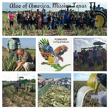 kalanxoye bitkisi: Aloe of America – Mission, Texas təsərrüfatından təzə yetişdirilən — 1