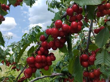 оптовые цены на продукты питания в бишкеке: Черешня Оптом, Самовывоз
