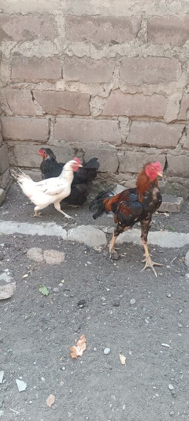 Dovşanlar: Xoruz, Heyratı, il: 1, Ünvandan götürmə