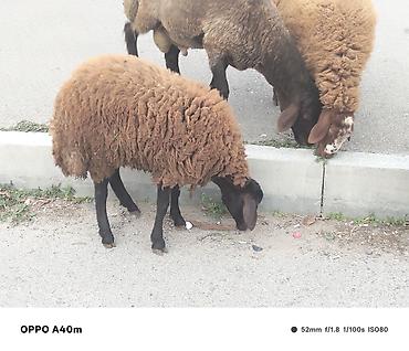 Рогатый скот: Salam Aleykum. Ağ baş təmiz Bakı əbreşidi 7 aylıq xam şişeydi boğazdı — 4
