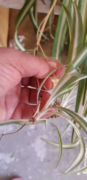 Otaq bitkiləri: Xlorfitum gülünün balaları köklü